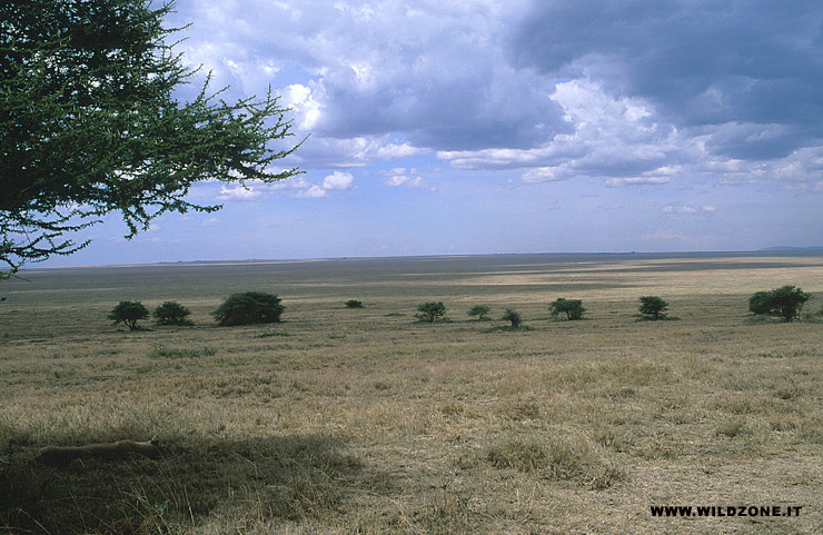 Serengeti Plain Animals