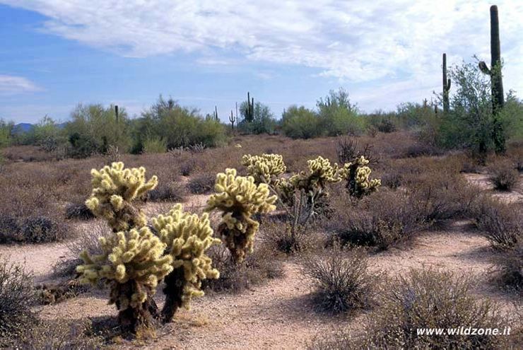 Deserto di Sonora