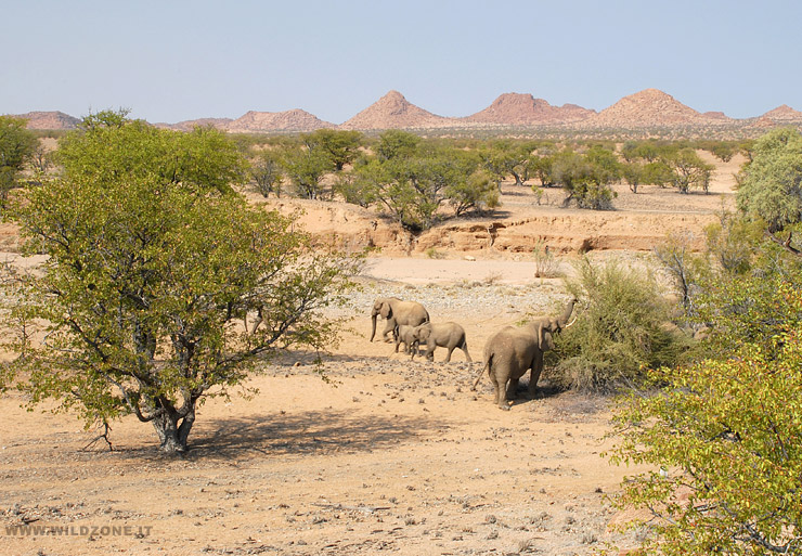 Desert elephants