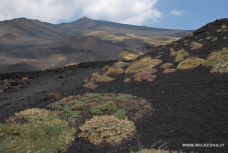 Fioritura sulla lava dell'Etna